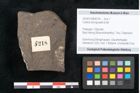 Foto (Objekt + Etikett) von Callitris brongniartii Endl. (NHMW-GEO-2024-0188-8218)